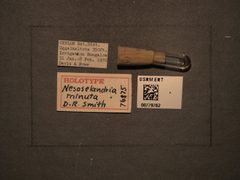 Nesoselandria minuta by the Smithsonian. Used under a CC0 license.