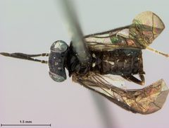 Nesoselandria minuta by the Smithsonian. Used under a CC0 license.