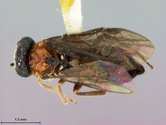 Nesoselandria rufonota by the Smithsonian. Used under a CC0 license.