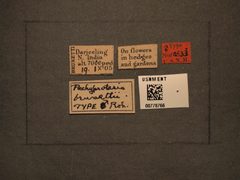 Pachyprotasis brunettii by the Smithsonian. Used under a CC0 license.