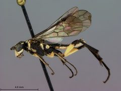 Pachyprotasis brunettii by the Smithsonian. Used under a CC0 license.