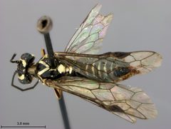 Pachyprotasis erratica nitidifrons by the Smithsonian. Used under a CC0 license.