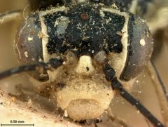 Pachyprotasis pallidiventris by the Smithsonian. Used under a CC0 license.