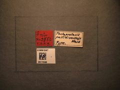 Pachyprotasis pallidiventris by the Smithsonian. Used under a CC0 license.