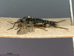 Pachyprotasis pallidiventris by the Smithsonian. Used under a CC0 license.
