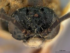 Paracharactus leucopodus by the Smithsonian. Used under a CC0 license.