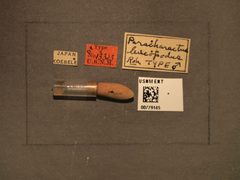 Paracharactus leucopodus by the Smithsonian. Used under a CC0 license.