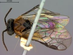 Paracharactus leucopodus by the Smithsonian. Used under a CC0 license.