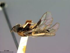 Paracharactus leucopodus by the Smithsonian. Used under a CC0 license.