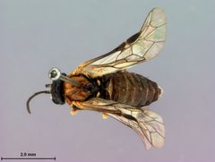 Paracharactus leucostomus by the Smithsonian. Used under a CC0 license.