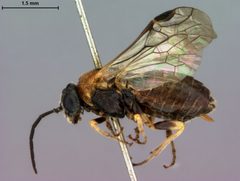Paracharactus leucostomus by the Smithsonian. Used under a CC0 license.