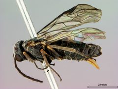 Paracharactus niger by the Smithsonian. Used under a CC0 license.