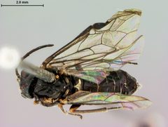 Paracharactus niger by the Smithsonian. Used under a CC0 license.