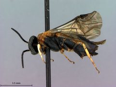 Phrontosoma brocca by the Smithsonian. Used under a CC0 license.