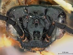 Phrontosoma brocca by the Smithsonian. Used under a CC0 license.