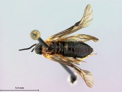 Phrontosoma brocca by the Smithsonian. Used under a CC0 license.