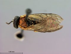 Phrontosoma usta by the Smithsonian. Used under a CC0 license.