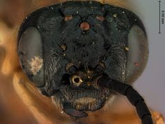 Phrontosoma usta by the Smithsonian. Used under a CC0 license.
