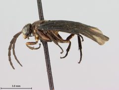 Phymatocera racemosae by the Smithsonian. Used under a CC0 license.