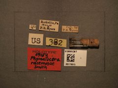 Phymatocera racemosae by the Smithsonian. Used under a CC0 license.