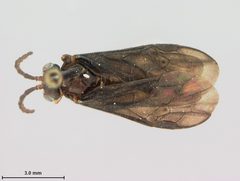 Phymatocera racemosae by the Smithsonian. Used under a CC0 license.