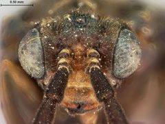Phymatocera racemosae by the Smithsonian. Used under a CC0 license.