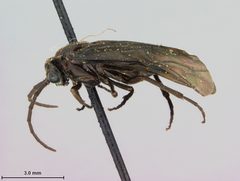 Phymatocera smilacinae by the Smithsonian. Used under a CC0 license.