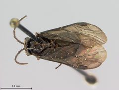Phymatocera smilacinae by the Smithsonian. Used under a CC0 license.