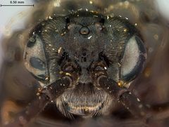 Phymatocera smilacinae by the Smithsonian. Used under a CC0 license.