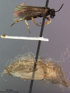 Priophorus rubi by the Smithsonian. Used under a CC0 license.
