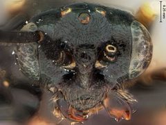 Priophorus rubi by the Smithsonian. Used under a CC0 license.