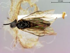 Priophorus rubi by the Smithsonian. Used under a CC0 license.