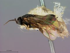 Priophorus salicivorus by the Smithsonian. Used under a CC0 license.