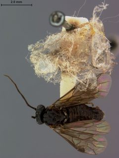 Priophorus salicivorus by the Smithsonian. Used under a CC0 license.