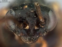 Priophorus salicivorus by the Smithsonian. Used under a CC0 license.