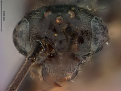 Priophorus virginianus by the Smithsonian. Used under a CC0 license.
