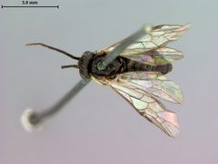 Pristiphora siskiyouensis by the Smithsonian. Used under a CC0 license.