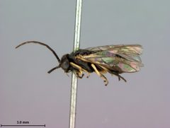 Pristiphora siskiyouensis by the Smithsonian. Used under a CC0 license.