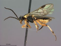Pristiphora xanthotrachela by the Smithsonian. Used under a CC0 license.