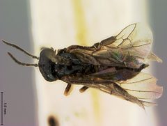 Profenusa mainensis by the Smithsonian. Used under a CC0 license.