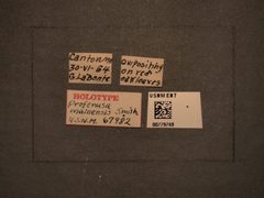Profenusa mainensis by the Smithsonian. Used under a CC0 license.
