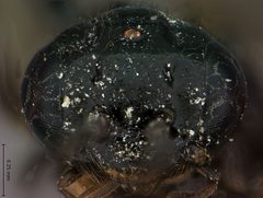 Profenusa mainensis by the Smithsonian. Used under a CC0 license.