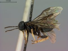 Profenusa mainensis by the Smithsonian. Used under a CC0 license.