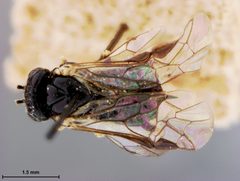 Profenusa platanae by the Smithsonian. Used under a CC0 license.