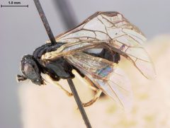 Profenusa platanae by the Smithsonian. Used under a CC0 license.