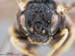 Profenusa platanae by the Smithsonian. Used under a CC0 license.