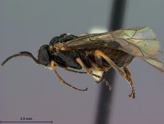 Prolatus artus by the Smithsonian. Used under a CC0 license.