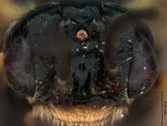 Prolatus artus by the Smithsonian. Used under a CC0 license.