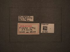 Prolatus artus by the Smithsonian. Used under a CC0 license.