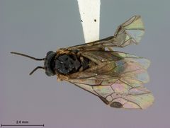Prolatus artus by the Smithsonian. Used under a CC0 license.